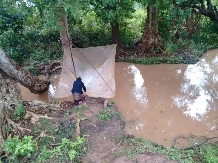 मीनूल चुमरानो